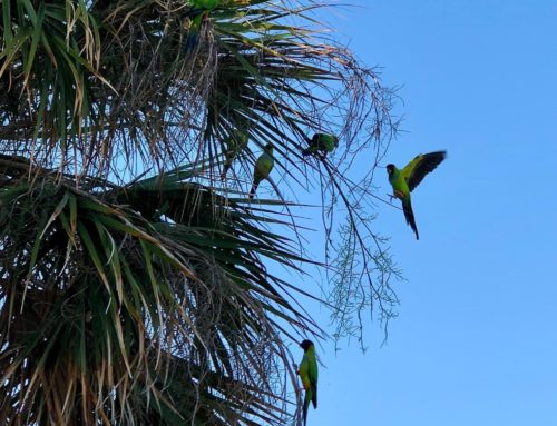 The Friendly Green Parrots around the Tampa Bay Area